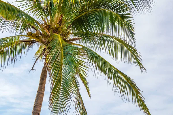 Tropische Natürliche Mexikanische Palme Mit Kokosnüssen Und Blauem Himmel Playa — Stockfoto