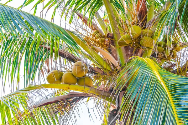 Tropical Natural Mexican Palm Tree Coconuts Blue Sky Background Playa — Stock Photo, Image