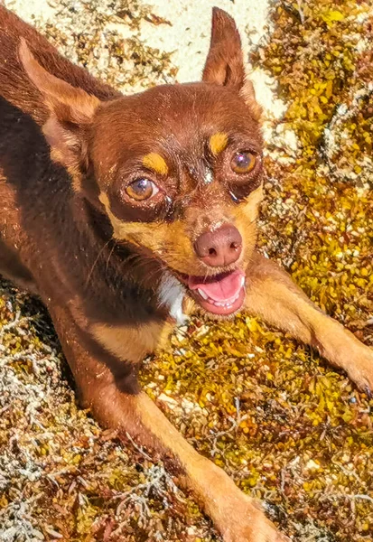 Mexikanska Söt Lekfull Brun Rysk Leksak Terrier Hund Vill Leka — Stockfoto