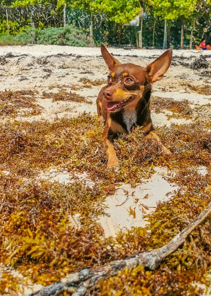 Mexicano Lindo Juguetón Marrón Ruso Juguete Terrier Perro Quiere Jugar — Foto de Stock