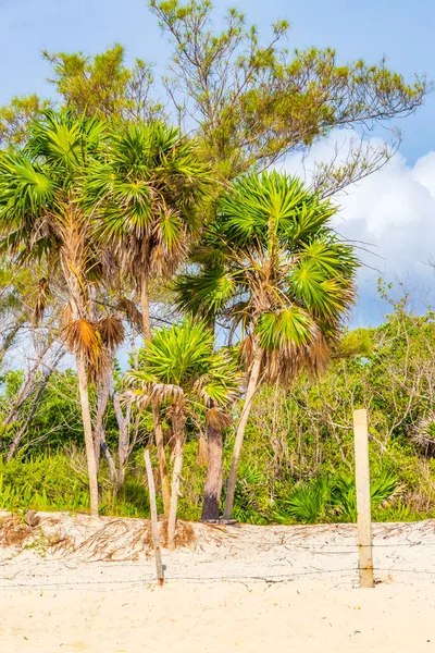 Tropikalna Meksykańska Plaża Palmy Jodły Dżungli Leśnej Przyrody Zachmurzonym Błękitnym — Zdjęcie stockowe