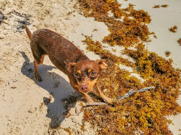 Mexikanische Niedliche Verspielte Braune Russische Spielzeug Terrier Hund Mit Einem — Stockfoto