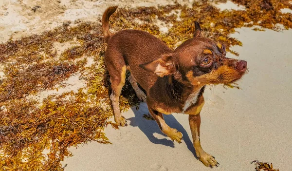 墨西哥卡门 金塔纳罗奥州Sargazo Seagrass的海滩上 墨西哥可爱有趣的棕色俄罗斯玩具小狗想用一根小棍子玩耍 — 图库照片