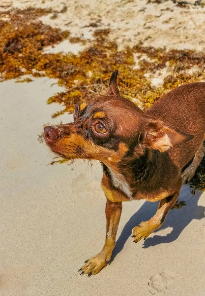 Mexická Roztomilé Hravé Hnědé Rusky Hračka Teriér Pes Chce Hrát — Stock fotografie