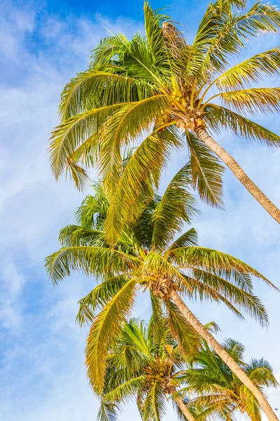 Tropische Natürliche Mexikanische Palme Mit Kokosnüssen Und Blauem Himmel Playa — Stockfoto
