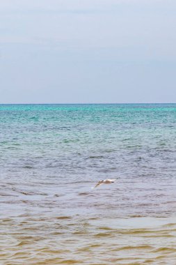Uçan martı kuşu, Playa del Carmen Quintana Roo Meksika 'da mavi gökyüzü arka planında bulutlarla sudan yiyecek yakalıyor..