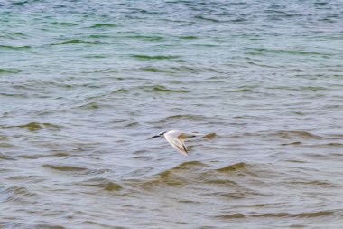Uçan martı kuşu, Playa del Carmen Quintana Roo Meksika 'da mavi gökyüzü arka planında bulutlarla sudan yiyecek yakalıyor..