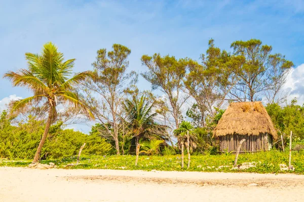 Tropical Natural Mexican Beach Panorama Playa Palm Tree Hut Playa — Stock Photo, Image