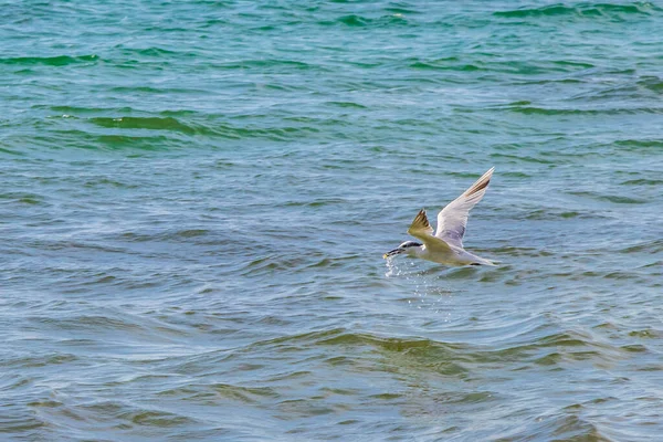 Oiseau Mouette Volant Attrape Nourriture Hors Eau Playa Del Carmen — Photo