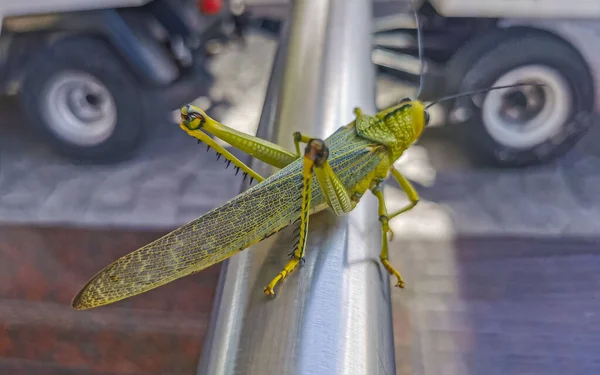 Huge Giant Green Grasshopper Sitting Metal Railing Playa Del Carmen — Stock Photo, Image