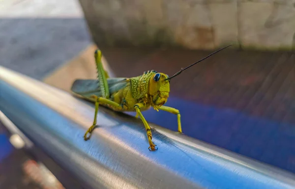 Huge Giant Green Grasshopper Sitting Metal Railing Playa Del Carmen — Stock Photo, Image