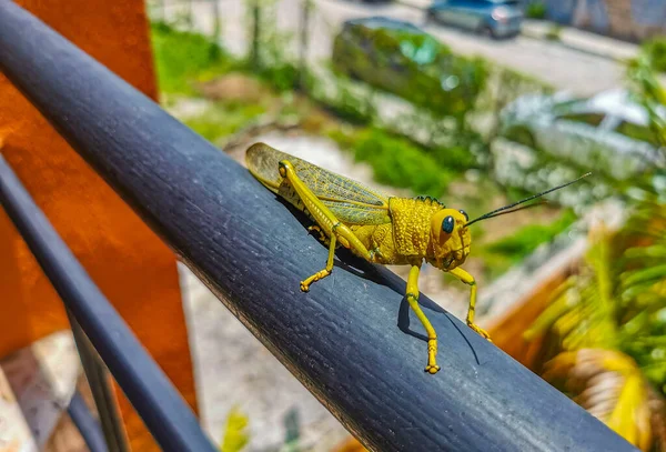 Huge Giant Green Grasshopper Sitting Metal Railing Playa Del Carmen — Stock Photo, Image