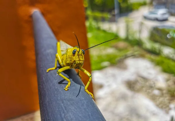 Huge Giant Green Grasshopper Sitting Metal Railing Playa Del Carmen — Stock Photo, Image