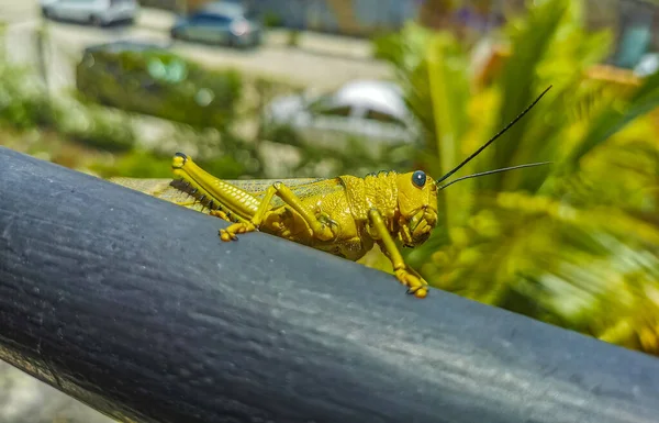 Huge Giant Green Grasshopper Sitting Metal Railing Playa Del Carmen — Stock Photo, Image