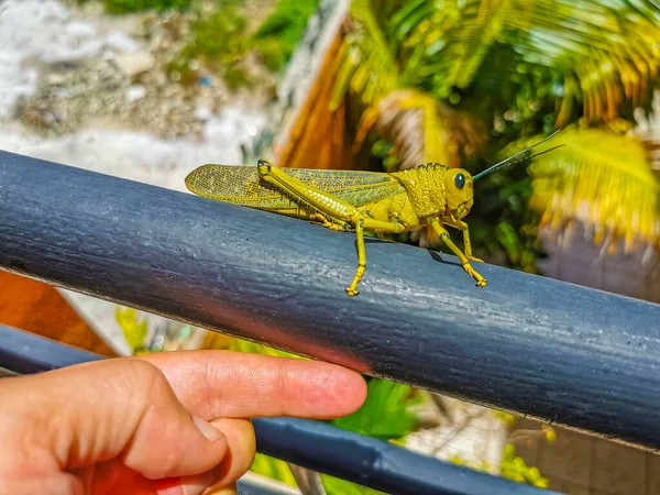 Huge Giant Green Grasshopper Sitting Metal Railing Playa Del Carmen — Stock Photo, Image