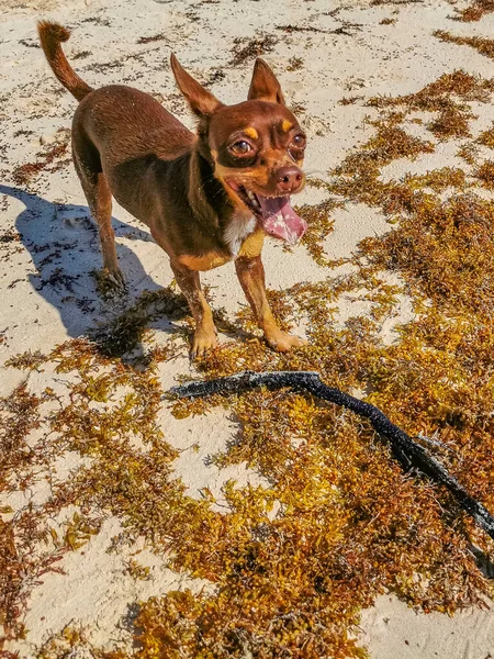 Mexikanische Niedliche Verspielte Braune Russische Spielzeug Terrier Hund Mit Einem — Stockfoto