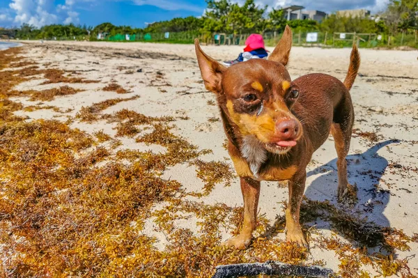 Mexikanische Niedliche Verspielte Braune Russische Spielzeug Terrier Hund Mit Einem — Stockfoto