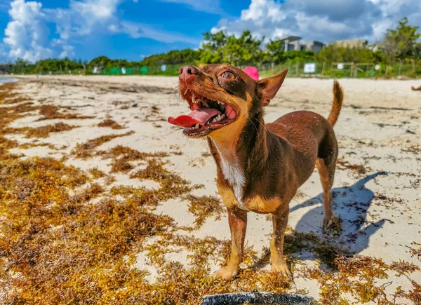 Mexikanische Niedliche Verspielte Braune Russische Spielzeug Terrier Hund Mit Einem — Stockfoto