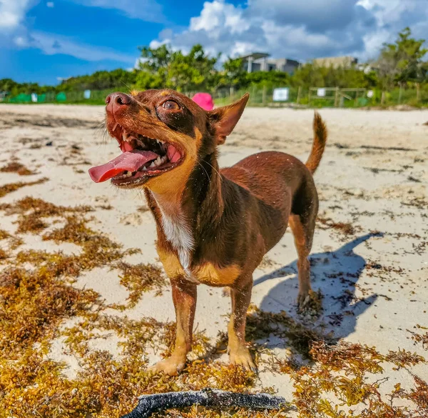 Mexicano Bonito Brincalhão Marrom Russo Brinquedo Terrier Cão Quer Jogar — Fotografia de Stock