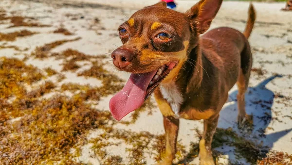 Mexikanska Söt Lekfull Brun Rysk Leksak Terrier Hund Vill Leka — Stockfoto