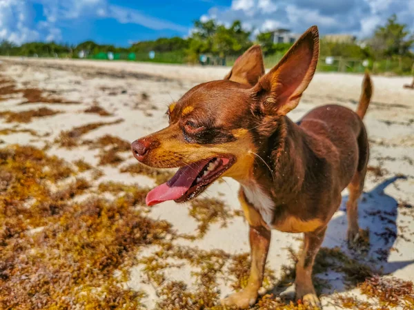 墨西哥卡门 金塔纳罗奥州Sargazo Seagrass的海滩上 墨西哥可爱有趣的棕色俄罗斯玩具小狗想用一根小棍子玩耍 — 图库照片