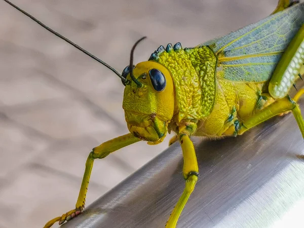 Huge Giant Green Grasshopper Sitting Metal Railing Playa Del Carmen — Stock Photo, Image