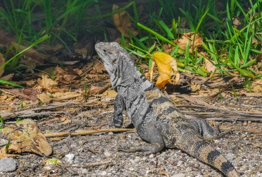 Antik Tulum 'daki kayalıklardaki dev Iguana kertenkele hayvanı, Tulum Mexico' daki tropik doğal orman palmiyesi ve deniz manzarasında tapınak kalıntıları ve eserlerle Maya bölgesini harabeye çeviriyor..