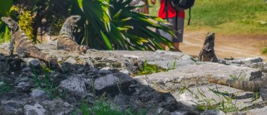 Antik Tulum 'daki kayalıklardaki dev Iguana kertenkele hayvanı, Tulum Mexico' daki tropik doğal orman palmiyesi ve deniz manzarasında tapınak kalıntıları ve eserlerle Maya bölgesini harabeye çeviriyor..