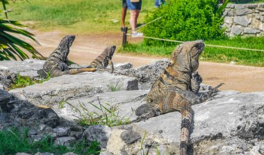 Antik Tulum 'daki kayalıklardaki dev Iguana kertenkele hayvanı, Tulum Mexico' daki tropik doğal orman palmiyesi ve deniz manzarasında tapınak kalıntıları ve eserlerle Maya bölgesini harabeye çeviriyor..