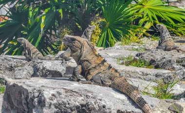 Antik Tulum 'daki kayalıklardaki dev Iguana kertenkele hayvanı, Tulum Mexico' daki tropik doğal orman palmiyesi ve deniz manzarasında tapınak kalıntıları ve eserlerle Maya bölgesini harabeye çeviriyor..