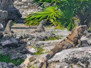 Antik Tulum 'daki kayalıklardaki dev Iguana kertenkele hayvanı, Tulum Mexico' daki tropik doğal orman palmiyesi ve deniz manzarasında tapınak kalıntıları ve eserlerle Maya bölgesini harabeye çeviriyor..