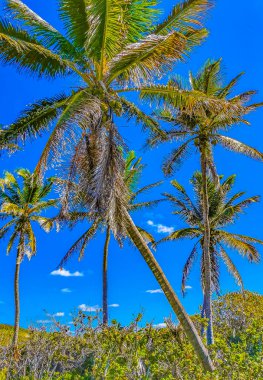 Amazing landscape panorama view with palm trees blue sky and the natural tropical beach and the forest on the beautiful island of Contoy in Quintana Roo Mexico.