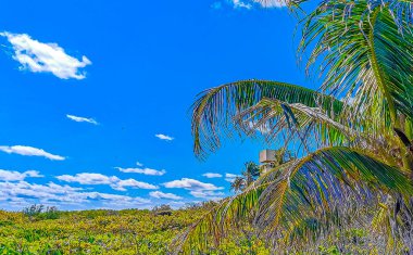 Amazing landscape panorama view with palm trees blue sky and the natural tropical beach and the forest on the beautiful island of Contoy in Quintana Roo Mexico.
