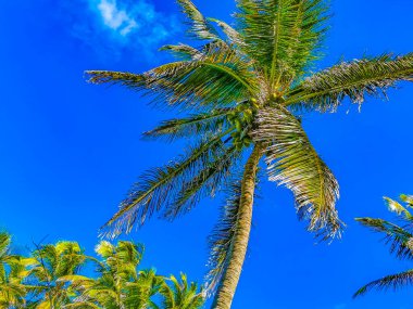 Amazing landscape panorama view with palm trees blue sky and the natural tropical beach and the forest on the beautiful island of Contoy in Quintana Roo Mexico.
