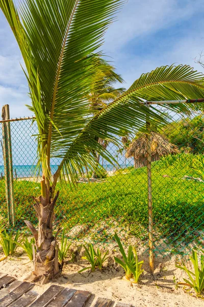 Natural Entrance Path Tropical Mexican Beach Playa Playa Del Carmen — Stock Photo, Image