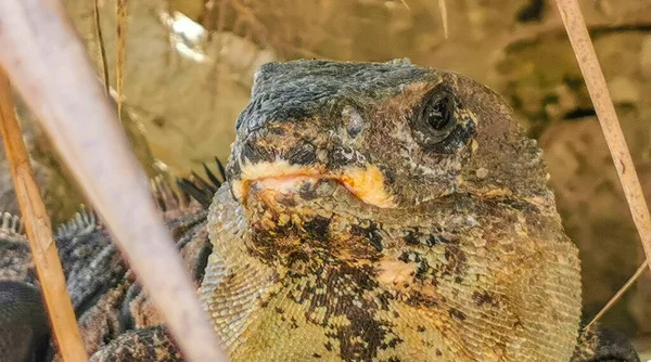 Riesiges Leguan Gecko Tier Auf Felsen Der Antiken Maya Stätte — Stockfoto