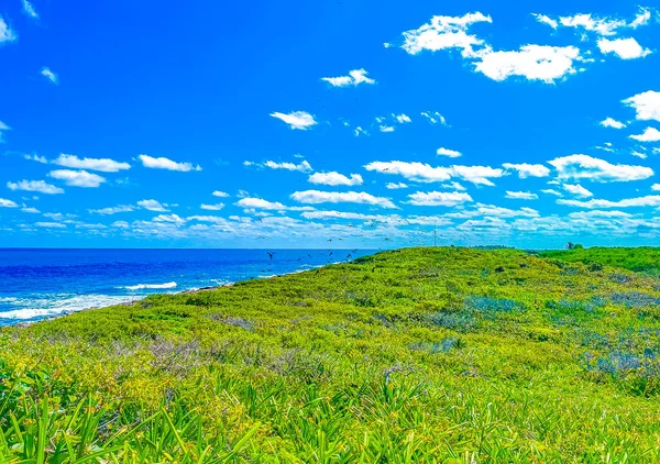 Fregat Bird Birds Flock Flying Blue Sky Background Natural Tropical — ストック写真