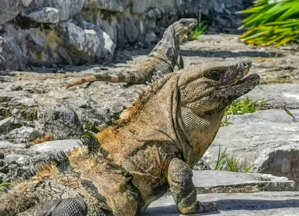 Enorme Iguana Gecko Animal Rochas Antigo Tulum Ruínas Local Maia — Fotografia de Stock