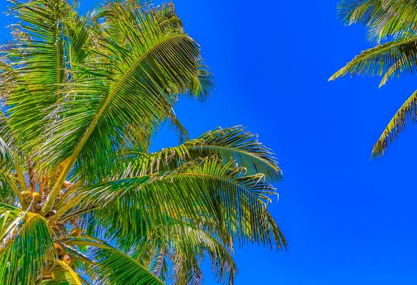 Удивительная Пейзажная Панорама Пальмами Голубым Небом Природным Пляжем Лесом Красивом — стоковое фото
