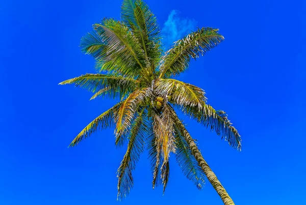 Amazing Landscape Panorama View Palm Trees Blue Sky Natural Tropical — Stok fotoğraf