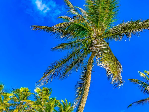 Удивительная Пейзажная Панорама Пальмами Голубым Небом Природным Пляжем Лесом Красивом — стоковое фото