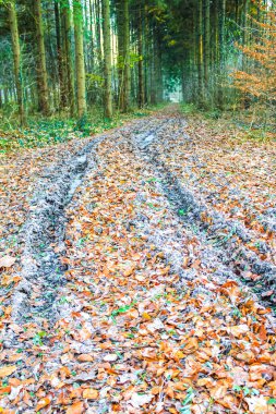 Langen Geestland Cuxhaven Aşağı Saksonya Almanya ormanında karla kaplı renkli toprak birikintileri ve otlar.