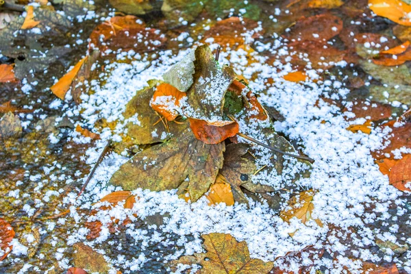 Kolorowe Kałuże Ziemi Liści Trawy Pokryte Kocem Śniegu Lesie Langen — Zdjęcie stockowe