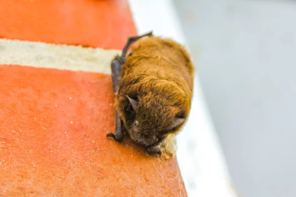 Brown bat hangs on the wall and sleeps in Imsum Geestland Cuxhaven Lower Saxony Germany.