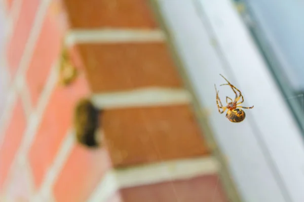 Spider Hanges Climbs Spider Web Imsum Geestland Cuxhaven Κάτω Σαξονία — Φωτογραφία Αρχείου