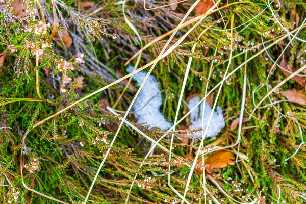 德国下萨克森州Langen Geestland的森林里 五彩斑斓的树叶 水坑和草地被积雪覆盖着 — 图库照片