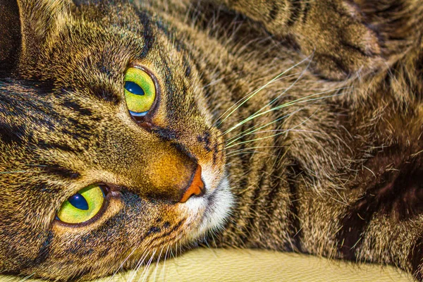 Söt Katt Med Stora Gröna Ögon Sitter Och Sover Vit — Stockfoto