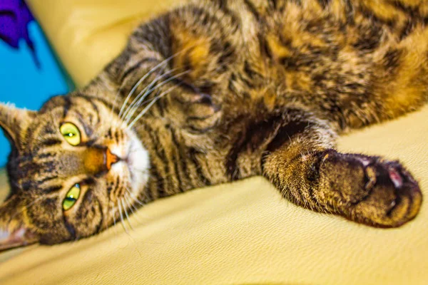 Söt Katt Med Stora Gröna Ögon Sitter Och Sover Vit — Stockfoto