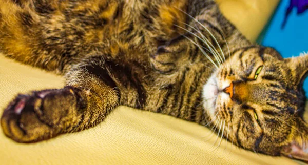 Söt Katt Med Stora Gröna Ögon Sitter Och Sover Vit — Stockfoto