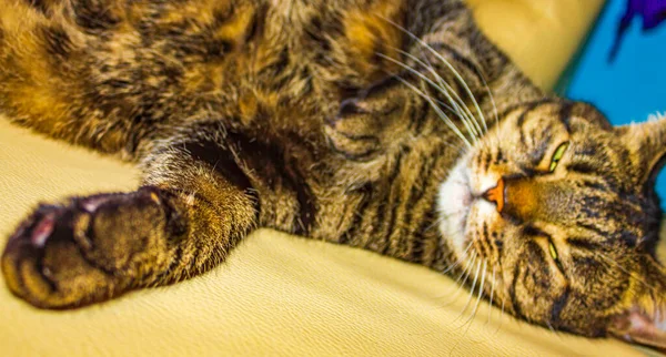 Leuke Kat Met Grote Groene Ogen Zittend Slapend Witte Bank — Stockfoto